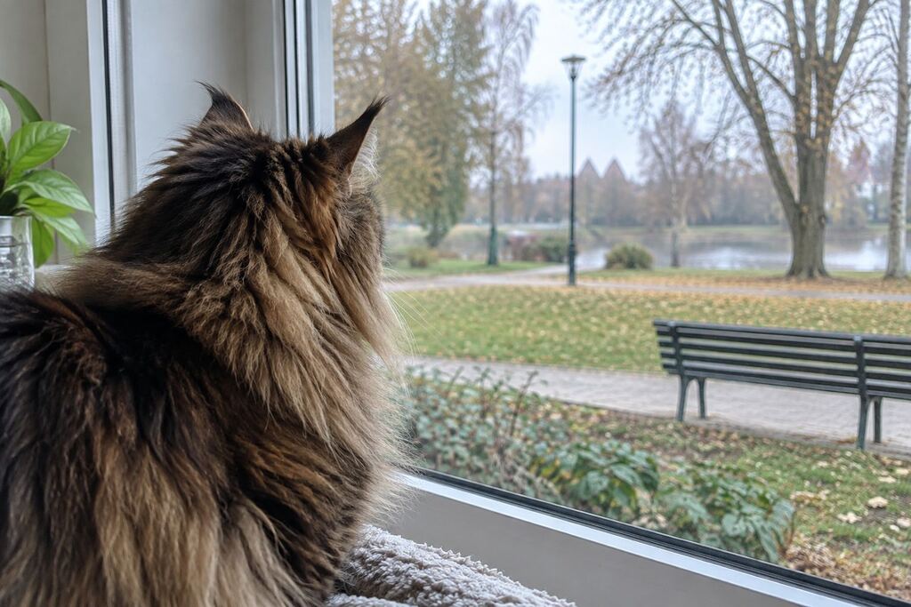 Frajola